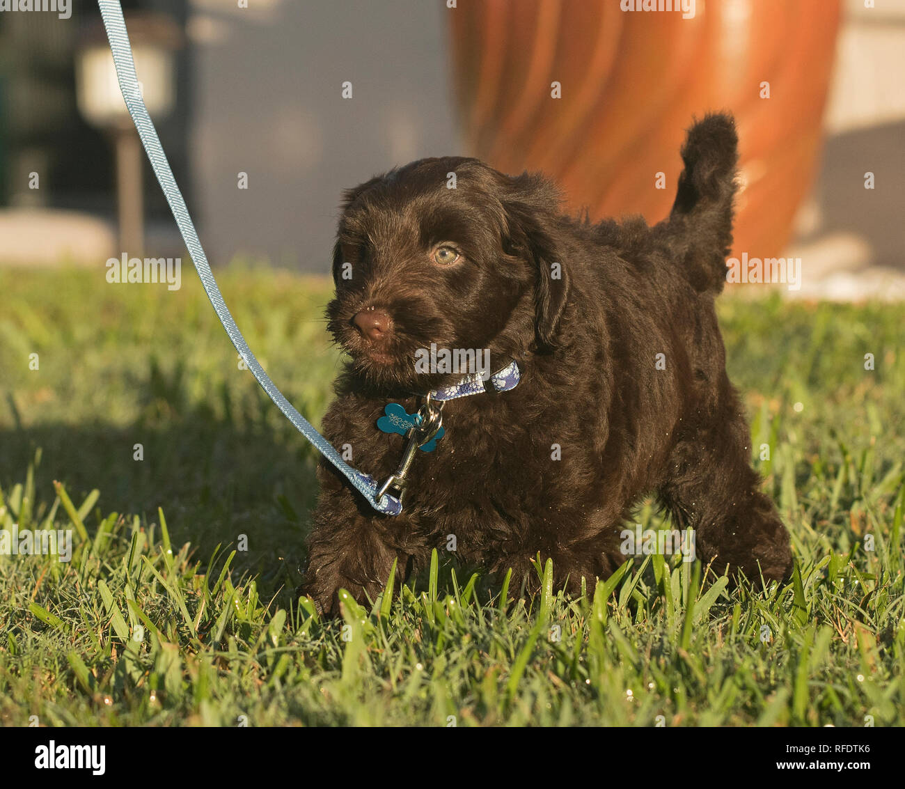 Australian Labradoodle puppy walking on leash Stock Photo Alamy