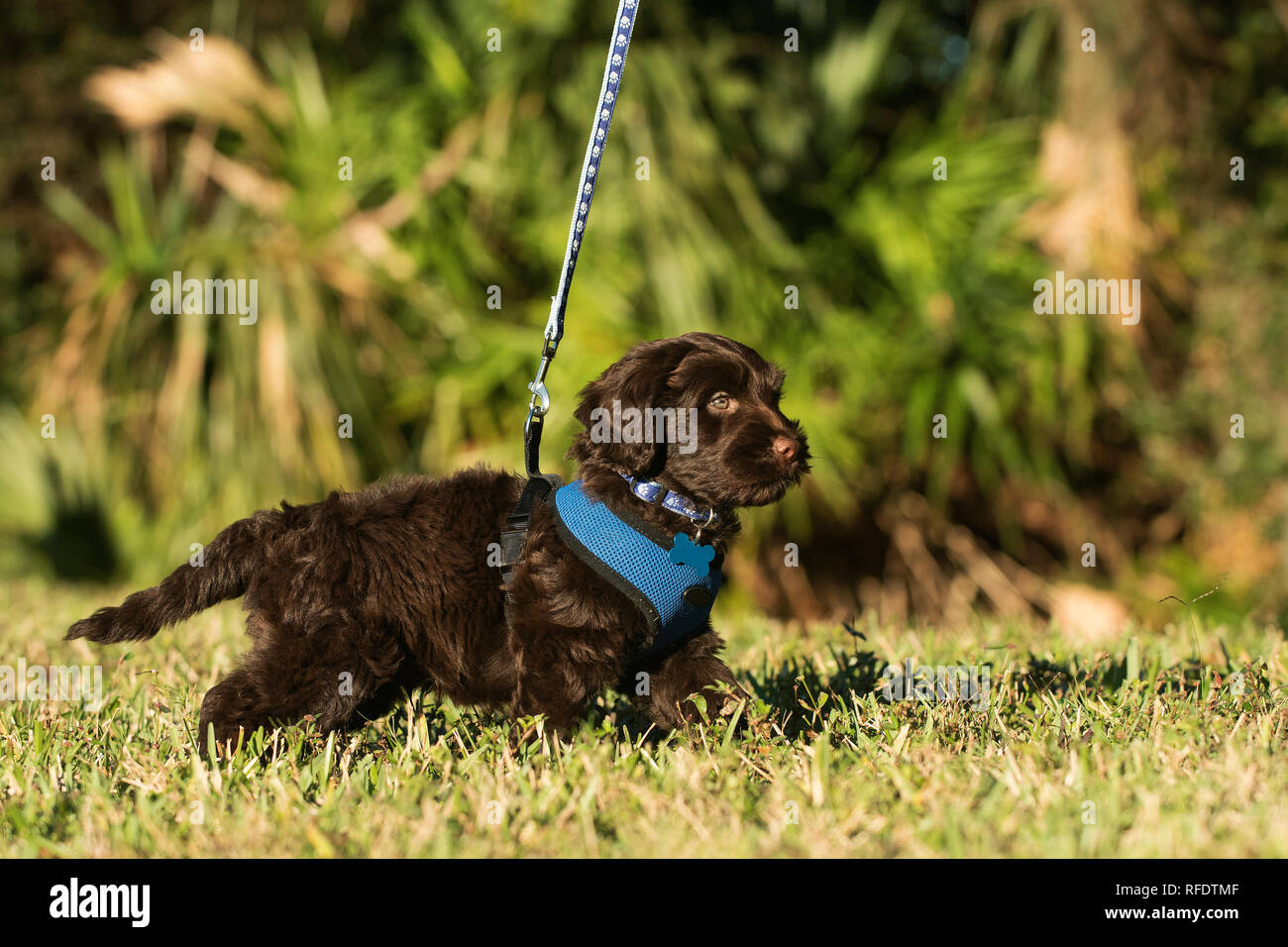 Australian Labradoodle puppy walking on leash Stock Photo Alamy