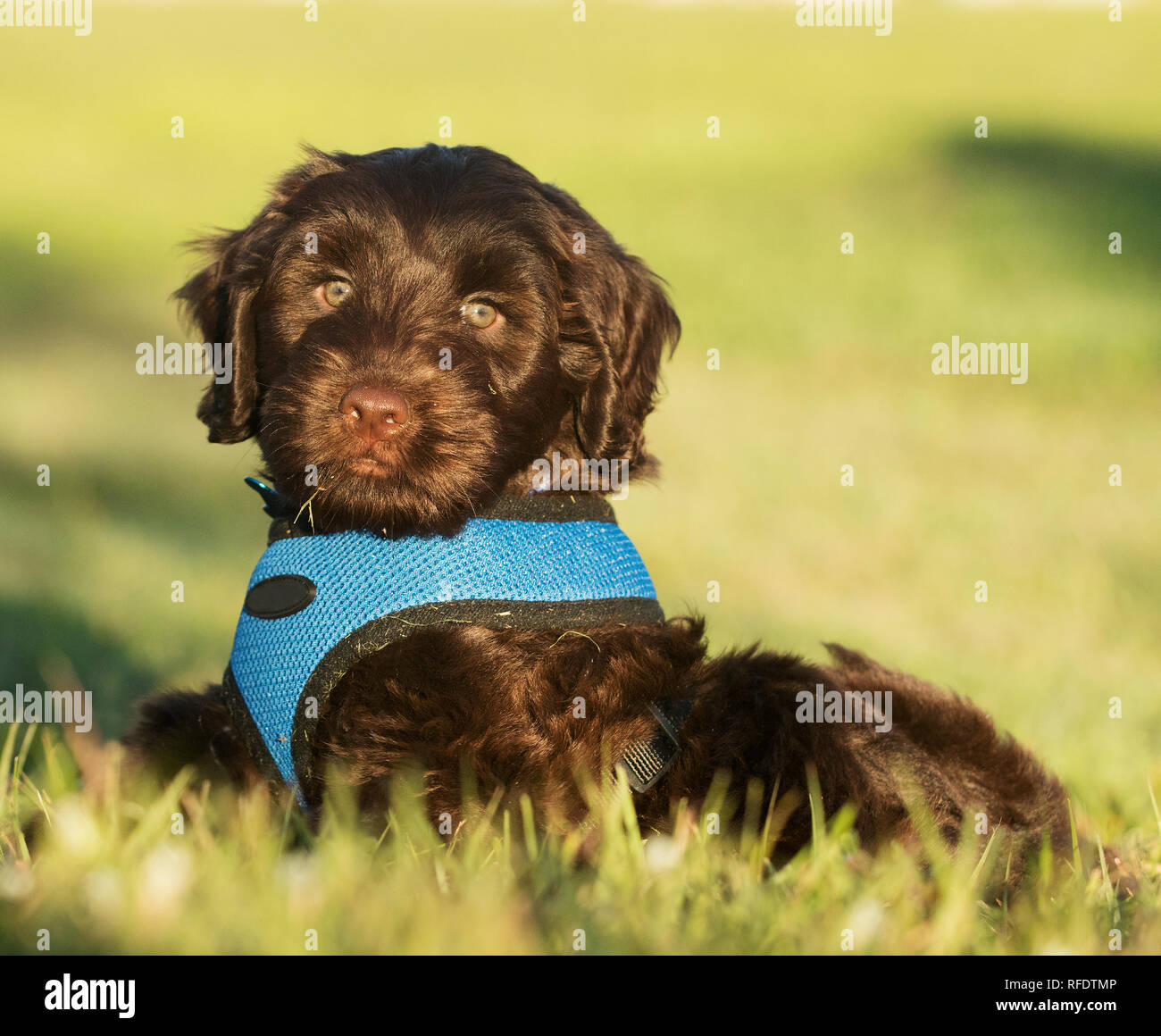 Chocolate color Australian Labradoodle puppy Stock Photo Alamy