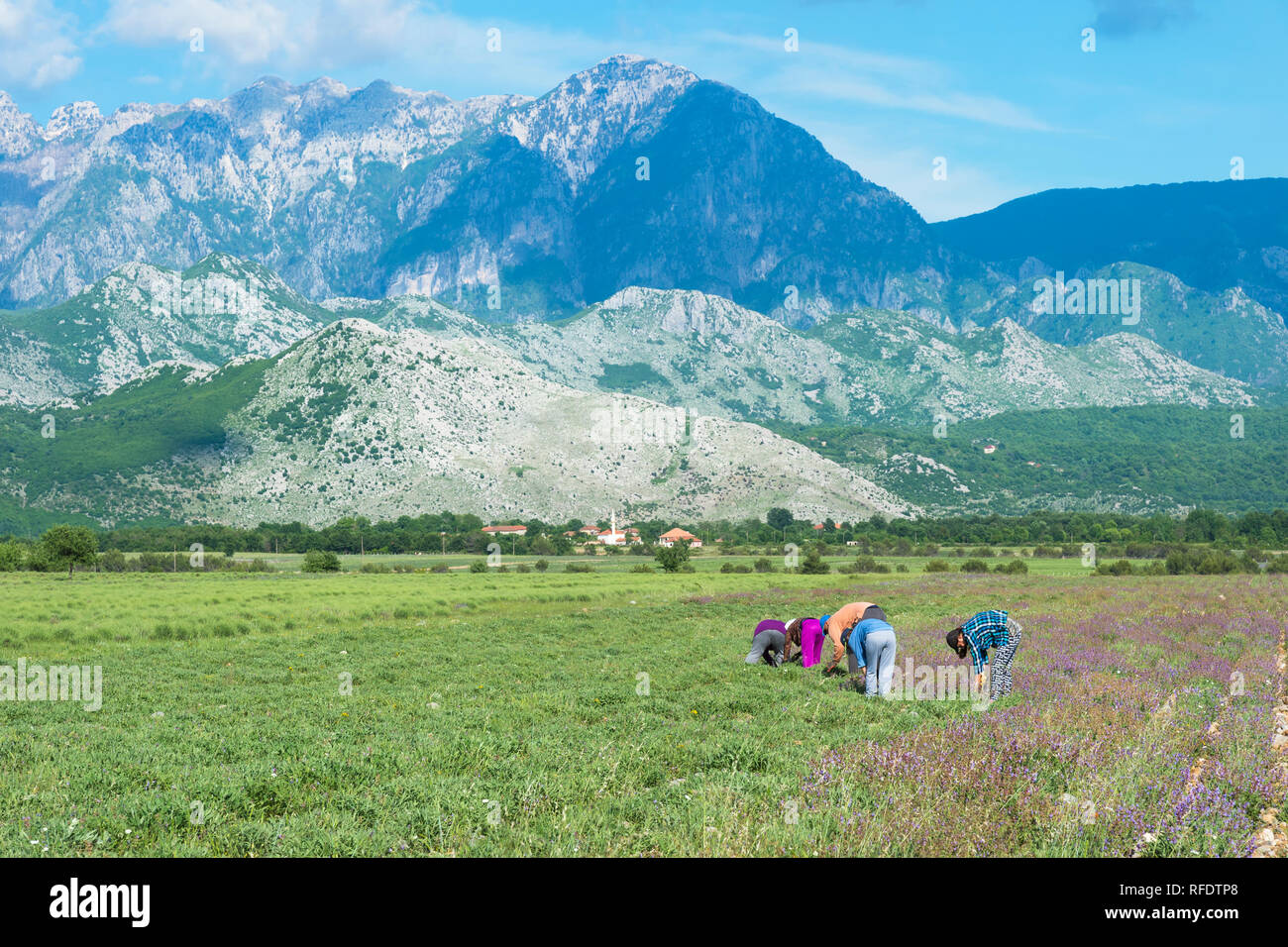 People working in a field near the Albanian border, Montenegro Stock Photo