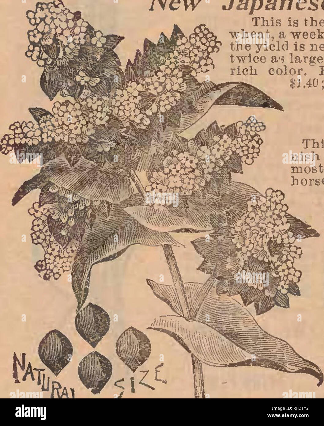 White alkali soil hires stock photography and images Alamy