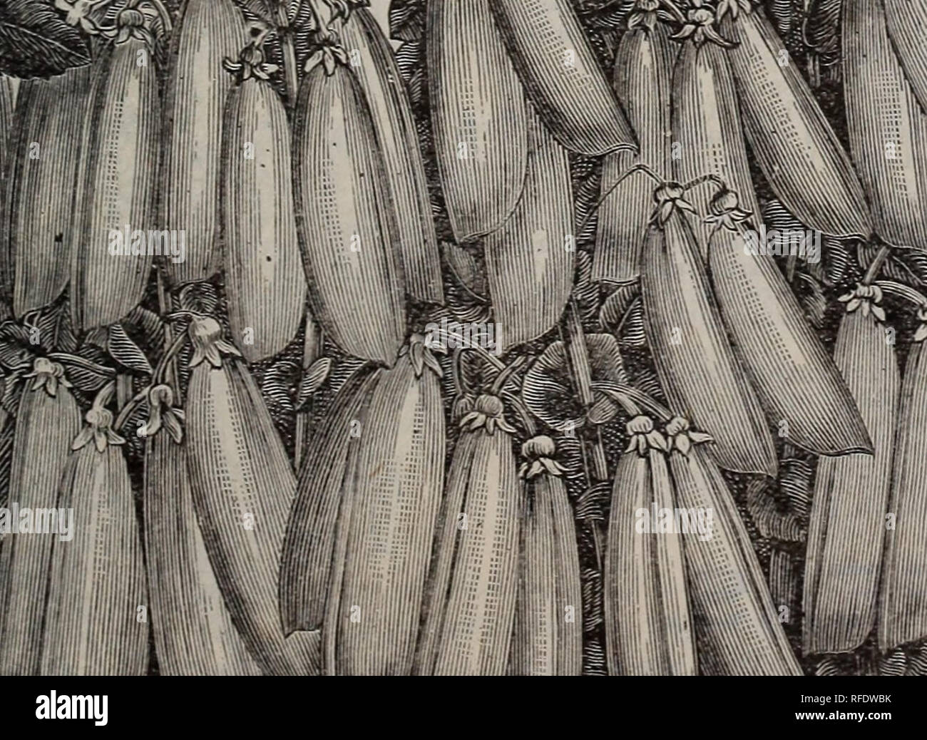 Dark Crown High Resolution Stock Photography And Images Alamy