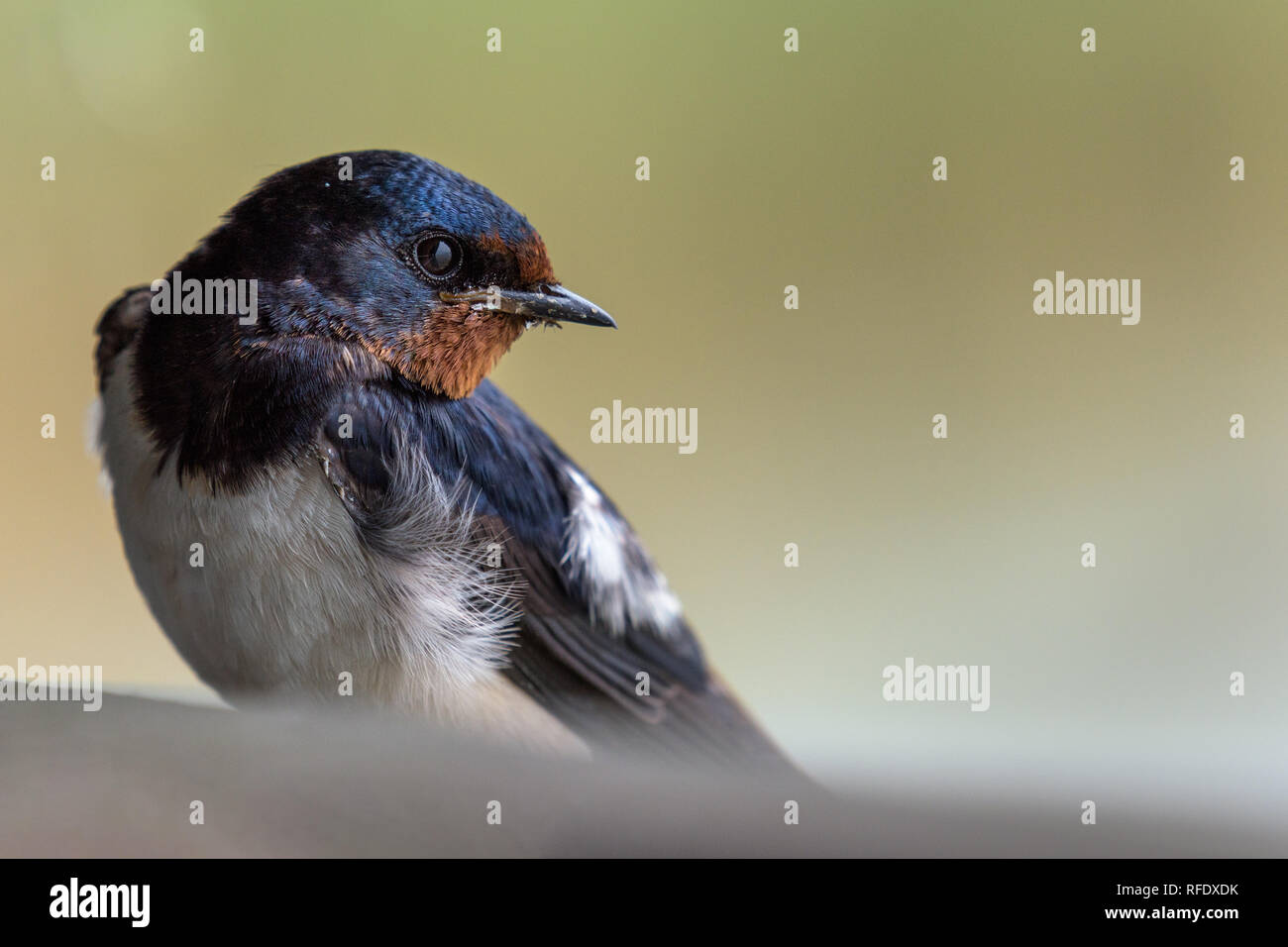 Close up portrait of a barn swallow (hirundo rustica)  sitting and looking over its shoulder. Stock Photo