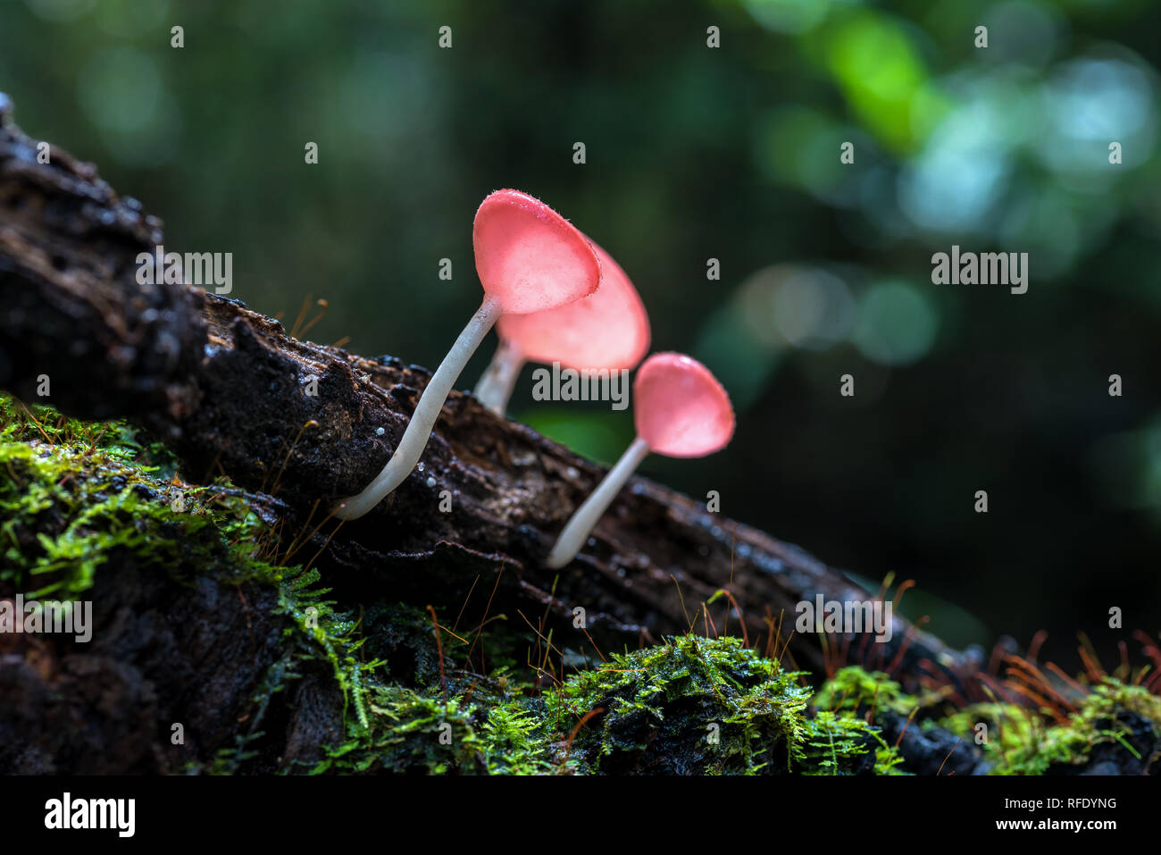 Pink fungi hi-res stock photography and images - Alamy