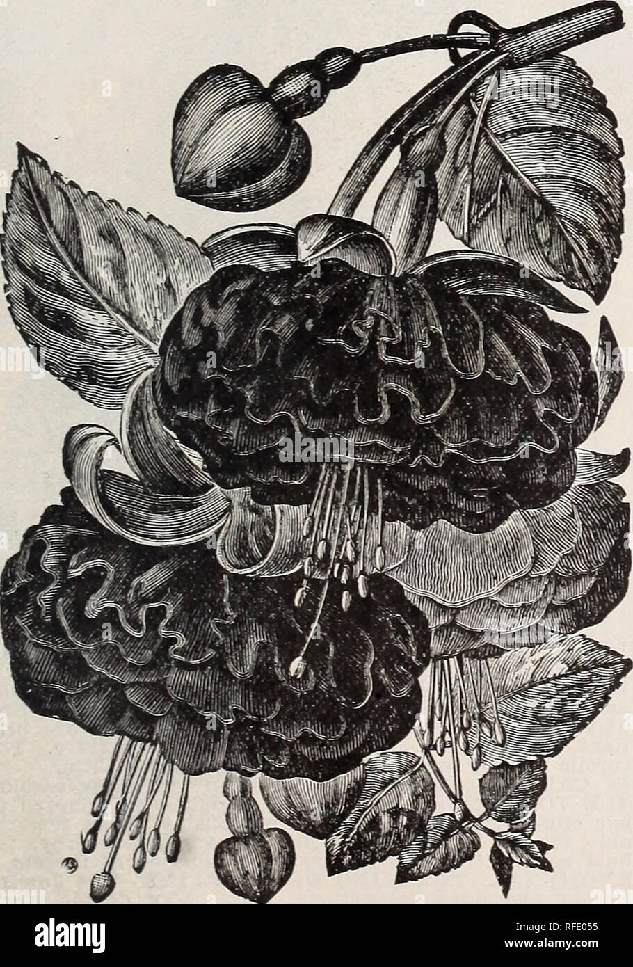 . Catalogue. Nursery stock Kentucky Louisville Catalogs; Nurseries