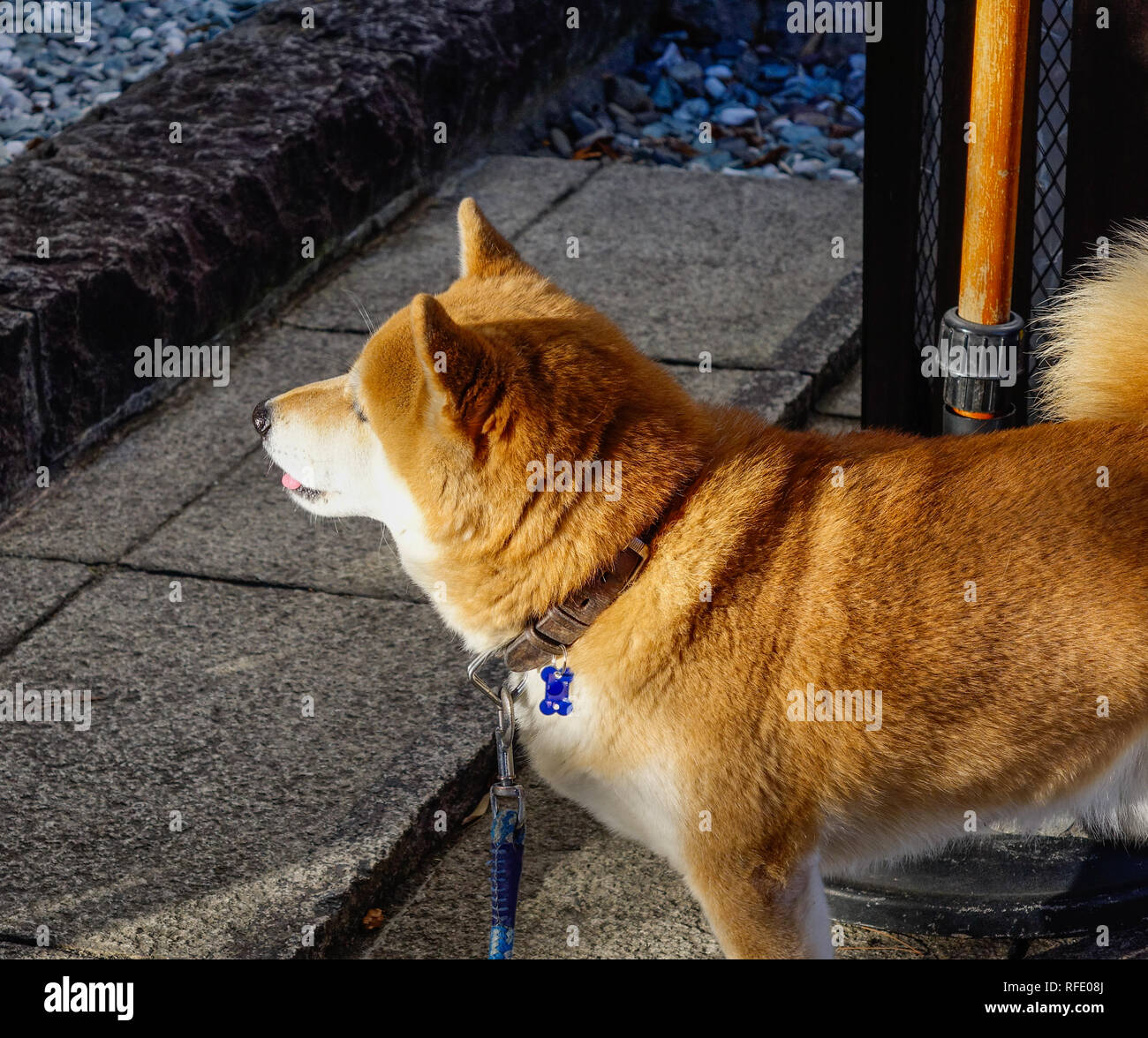 Shiba Inu Tokyo Stock Photos Shiba Inu Tokyo Stock Images