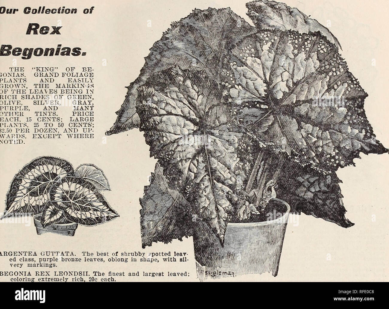 . Catalogue. Nursery stock Kentucky Louisville Catalogs; Nurseries