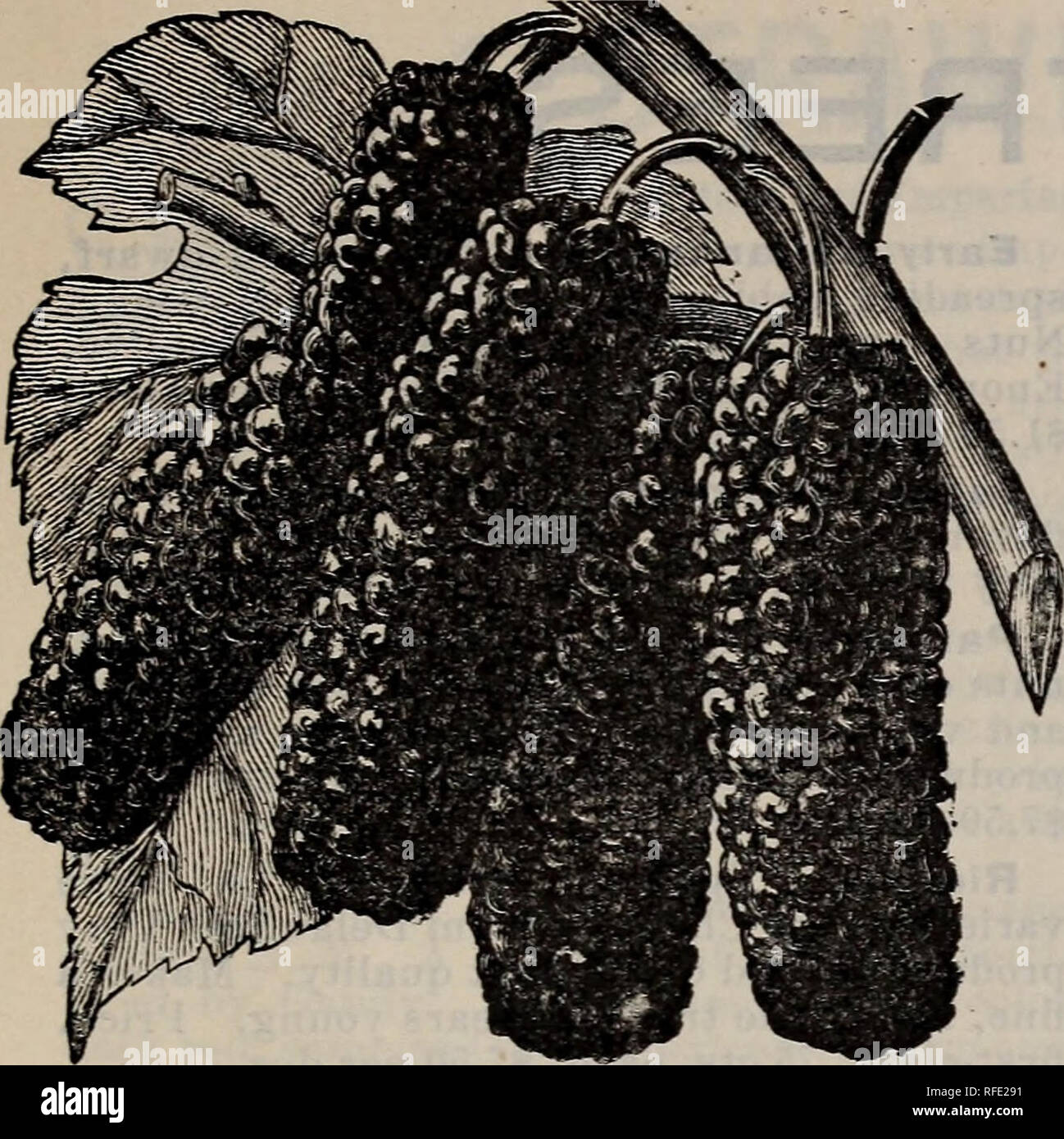 . Everything for the fruit grower. Nursery stock Ohio Catalogs; Fruit Seeds Catalogs; Fruit trees Catalogs; Flowers Seeds Catalogs. UPLAND NURSERY CO. BRIDGEPORT, OHIO. NEW AMERICAN MULBERRY. MULBERRIES Downing's Everbearing. A very rapid grower and a valuable shade tree; fruit large, black and of good quality. Price, first-class, 30 cts. each, $3 per doz.; medium, 25 cts. each, $2.50 per doz. New American. Equal to Downing, but a much hardier tree; fruit large and black. Price same as Downing. Russian. Hardy and a vigorous grower; fruit small. Valuable for feeding silk worms. Price, first-cla Stock Photo