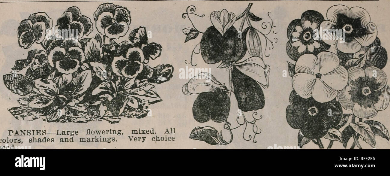 . Seventeenth annual seed catalogue, 1902. Nursery stock Washington (State) Catalogs; Vegetables Seeds Catalogs; Flowers Seeds Catalogs. 20 A. G. TlLL1NGHAST'S SEED CATALOGUE.. PANSIESâLarge flowering, mixed. All colors, shades and markings. Very choice â eed. PORTULACAâDouble and single mixed. Creeper, with bright colored flowers. SWEET PEAS PHLOX DRUMMONDI. Please note that these images are extracted from scanned page images that may have been digitally enhanced for readability - coloration and appearance of these illustrations may not perfectly resemble the original work.. Tillinghast Seed  Stock Photo