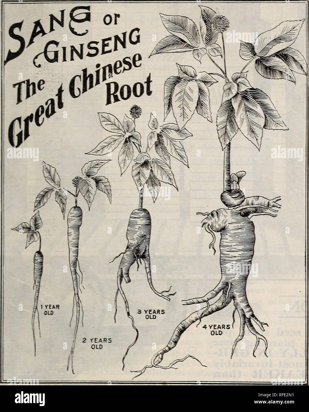 . Good seeds at fair prices. Nursery stock Minnesota Minneapolis Catalogs; Vegetables Seeds Catalogs; Flowers Seeds Catalogs; Gardening Equipment and supplies Catalogs. &quot;An acre of Ginseng roots four years old at the present value of roots is worth thirty-nine thousand two hundred and four dollars ($39,204).&quot; Harold Simmons. &quot;Two square rods of ground planted to Ginseng for five years will pay the run- ning expense of a i2o=acre farm that length of time.&quot; Harold Simmons. &quot;I do not exaggerate when I state that it is possible to market in China twenty million dollars ($2 Stock Photo