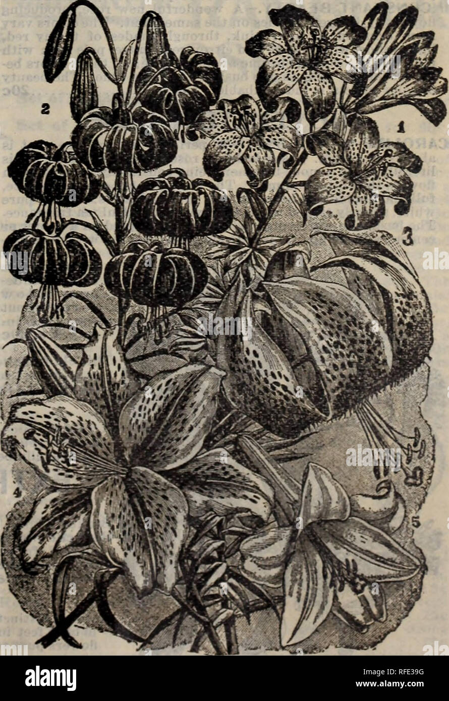 . Rennie's 1902. Nursery stock Ontario Catalogs; Seeds Catalogs; Vegetables Seeds Catalogs; Flowers Seeds Catalogs; Gardening Equipment and supplies Catalogs; Bulbs (Plants) Catalogs; Bee culture Equipment and supplies Catalogs. Otahlete Orange. New Weeping Lantana. MUSA ENSETE. Abyssinian Banana Plant.—Magnificent leaves, long broad and massive, of a beautiful green, vrith a broad crimson mid-rib; grows luxuriantly from eight to ten feet high, can be stored in a light cellar or cool greenhouse during the winter, with a covering of soil, or planted in a tub, water sparingly. Fine plants, each  Stock Photo