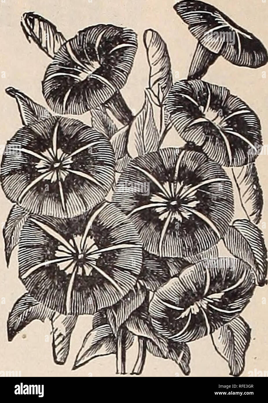 ebony amateur cuc comp