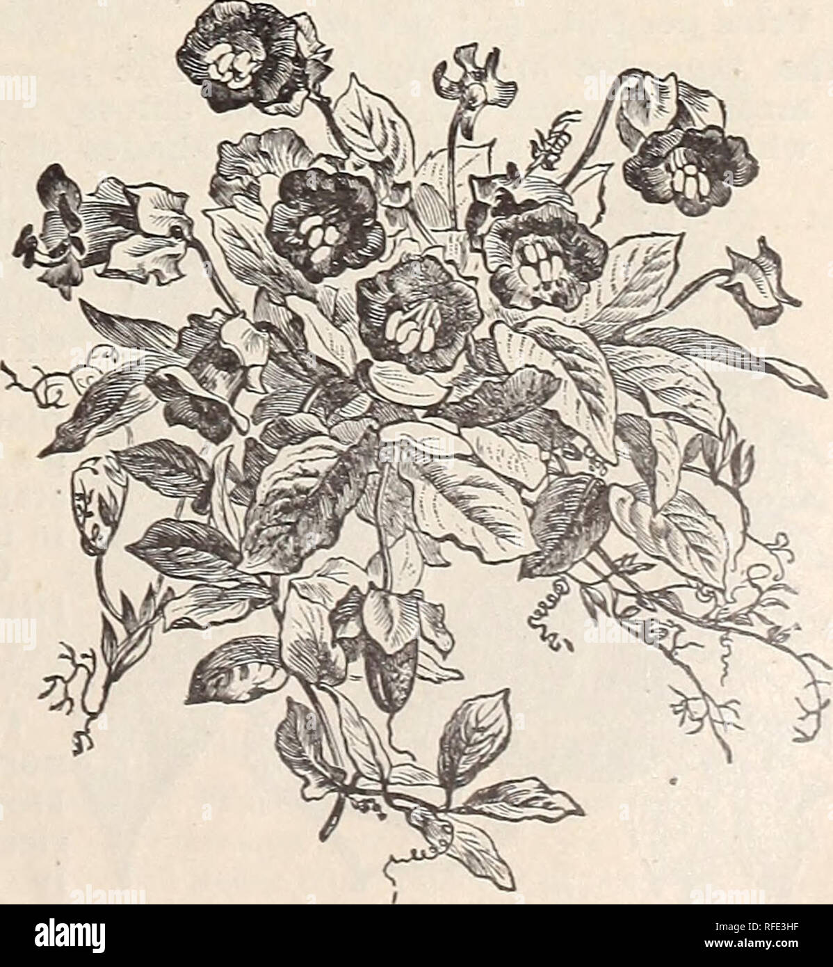 . 1902 catalogue : Platt's flower and vegetable seeds. Nursery stock Connecticut New Haven Catalogs; Vegetables Seeds Catalogs; Flowers Seeds Catalogs; Plants, Ornamental Catalogs; Gardening Equipment and supplies Catalogs; Commercial catalogs Connecticut New Haven. Clianthus Dampieri. GLIANTHUS. {Australian Glory Pea.) Magnificent plants which should be grown in light, rich soil. A shrubby, tend- er greenhouse perennial. Dampieri. Flowers in clusters, pea-shap- ed ; four to six inches in length ; of bril- liant scarlet. Price per pkt., loc. GOBOEA. A beautiful rapid-growing climbing plant, wi Stock Photo