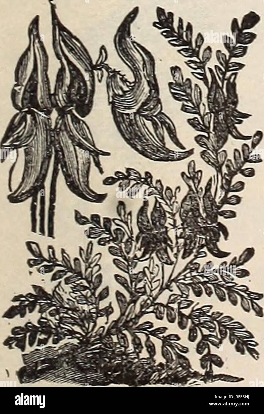 . 1902 catalogue : Platt's flower and vegetable seeds. Nursery stock Connecticut New Haven Catalogs; Vegetables Seeds Catalogs; Flowers Seeds Catalogs; Plants, Ornamental Catalogs; Gardening Equipment and supplies Catalogs; Commercial catalogs Connecticut New Haven. Clarkia. Cineraria.. Clianthus Dampieri. GLIANTHUS. {Australian Glory Pea.) Magnificent plants which should be grown in light, rich soil. A shrubby, tend- er greenhouse perennial. Dampieri. Flowers in clusters, pea-shap- ed ; four to six inches in length ; of bril- liant scarlet. Price per pkt., loc. GOBOEA. A beautiful rapid-growi Stock Photo