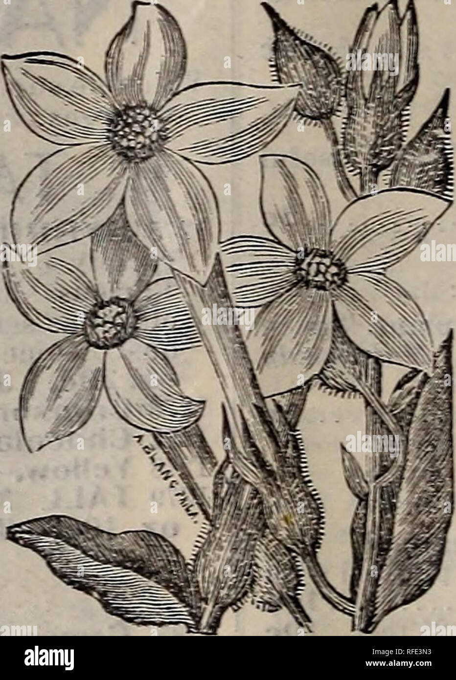 . Rennie's 1902. Nursery stock Ontario Catalogs; Seeds Catalogs; Vegetables Seeds Catalogs; Flowers Seeds Catalogs; Gardening Equipment and supplies Catalogs; Bulbs (Plants) Catalogs; Bee culture Equipment and supplies Catalogs. PANSIES. Giant Curled &quot; Masterpiece &quot; Pansy. INICOTIANA. 1259 AFFINIS (Sweet-Scented Tobacco Plant.) —Large, pure -white flowers -which expand fully in the morning and evening, emitting a delicious fragrance. If cut and potted will hlooni all -winter oc 1260 Giant Red Flowering. — Suitable for the lawn, flowers dark red, leaves large 5c MYCTERIINIA. Beautiful Stock Photo