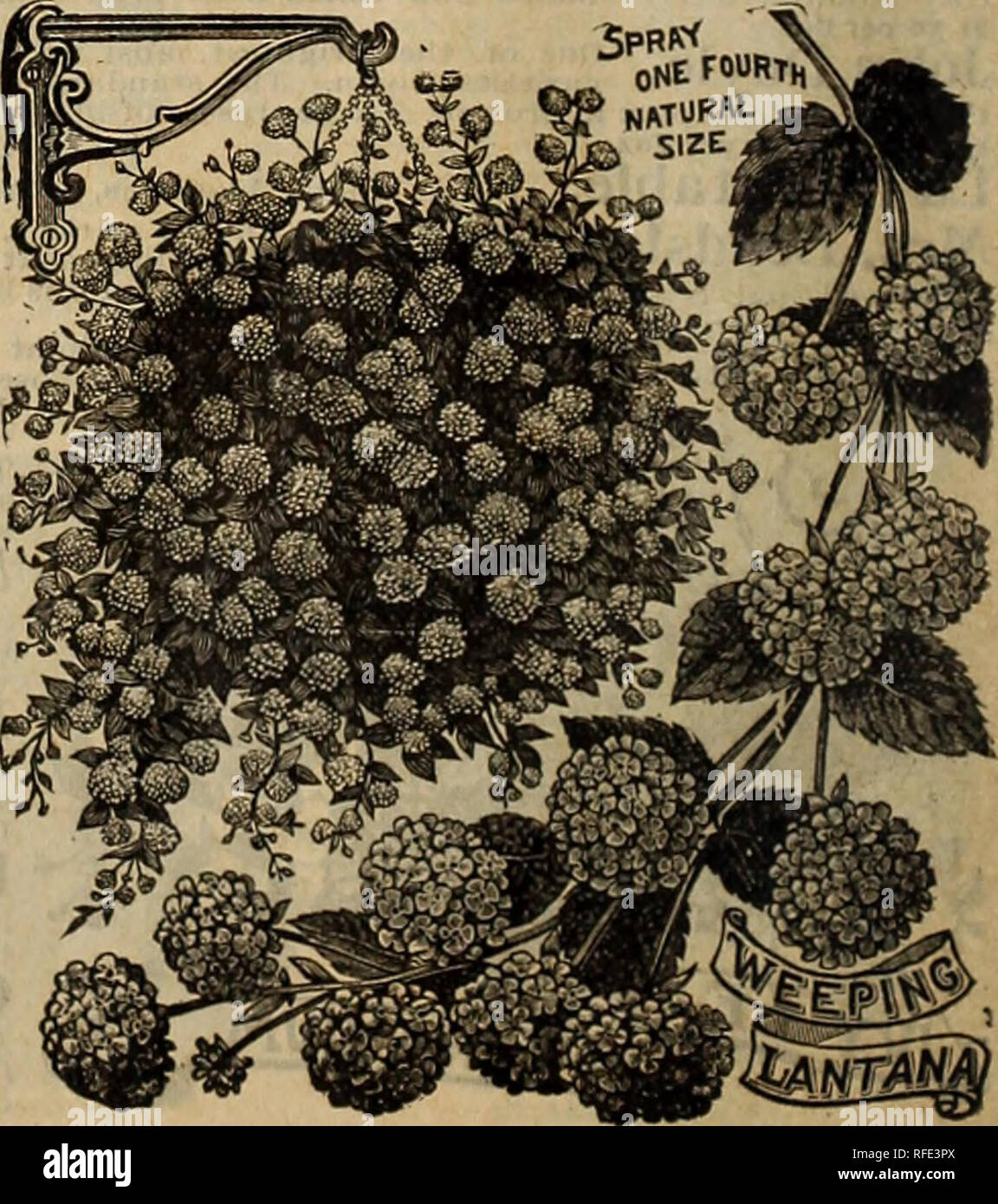 . May's catalogue of northern grown seeds, plants, bulbs &amp; fruits. Nursery stock Minnesota Saint Paul Catalogs; Nurseries (Horticulture) Minnesota Saint Paul Catalogs; Vegetables Seeds Catalogs; Flowers Seeds Catalogs; Plants, Ornamental Catalogs; Fruit Catalogs. JU6T1C1A VELUNTIA. Linum Trigynum. I A NIT AM A ^1 These are among the most satisfactory bedding plants that can be JL«/i^l 1 grown affording an abundance of bloom conti lupusly throughout the entire summer. They are also fine grown in pots on the porch or in the house and can be kept in a light cellar during the winter. They thr Stock Photo