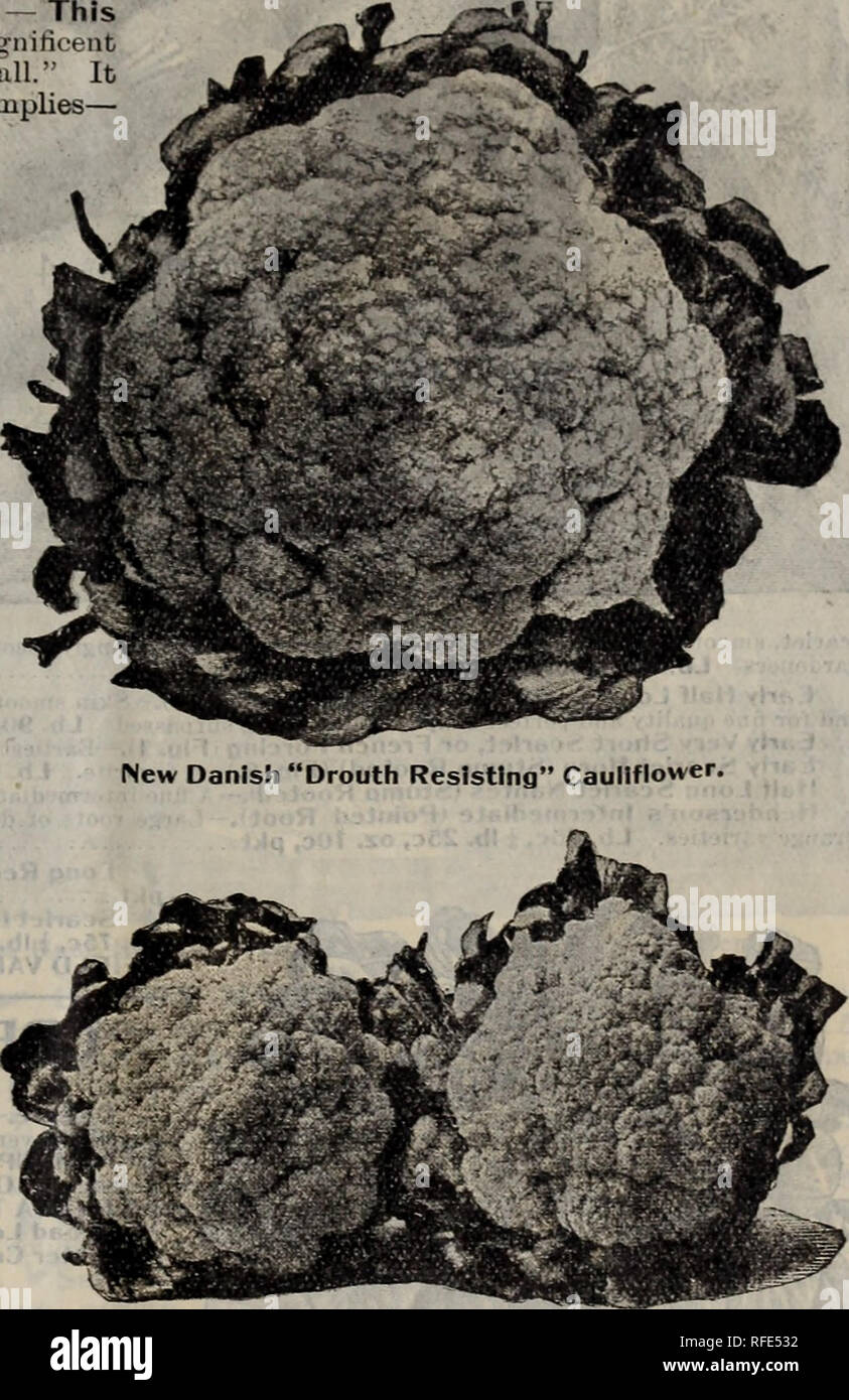 . Rennie's 1902. Nursery stock Ontario Catalogs; Seeds Catalogs; Vegetables Seeds Catalogs; Flowers Seeds Catalogs; Gardening Equipment and supplies Catalogs; Bulbs (Plants) Catalogs; Bee culture Equipment and supplies Catalogs. WILLIAM RENNIE, TORONTO, CANADA. 15 CAULIFLOWER. Fr.—Chou Fleur. Ger.—Blumen Kohl. 1 oz. for 1000 plants. No seed is more important than this, as every gardener knows. It Is one of the seeds in buying which price should never be questioned. Culture.—Considerable care is necessary to keep up a supply of Cauliflowers from July to the end of the year. For early crops sow  Stock Photo