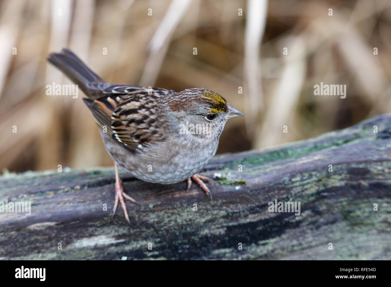 golden crowned sparrow bird at Vancouver BC Canada Stock Photo Alamy