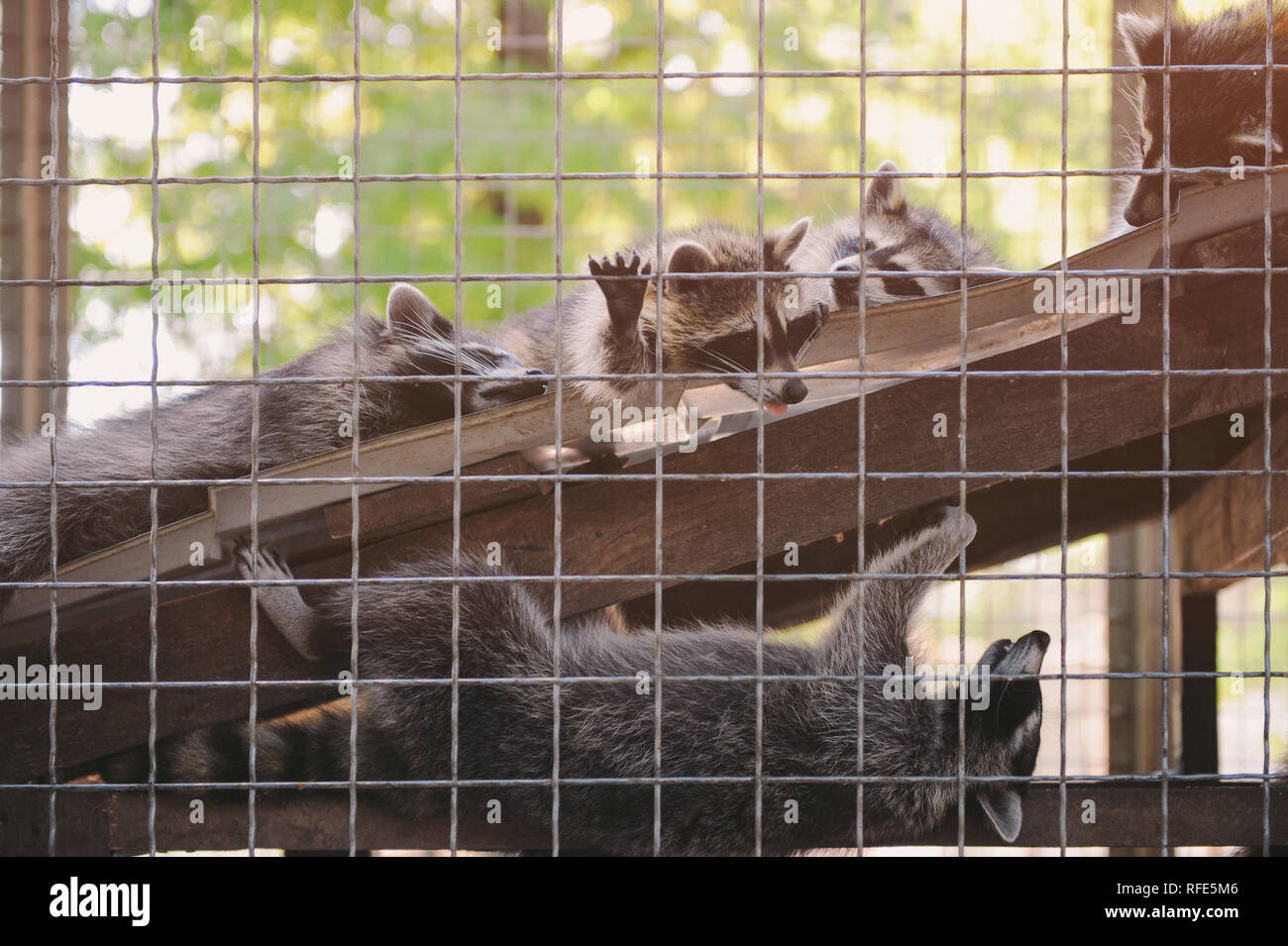 group of funny lazy relaxing and sleeping racoons behind cage in outdoor zoo Stock Photo