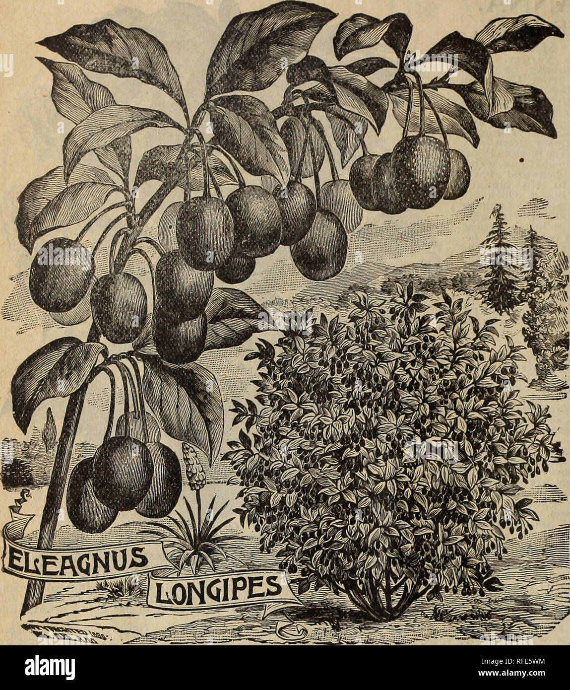 . May's catalogue of northern grown seeds, plants, bulbs &amp; fruits. Nursery stock Minnesota Saint Paul Catalogs; Nurseries (Horticulture) Minnesota Saint Paul Catalogs; Vegetables Seeds Catalogs; Flowers Seeds Catalogs; Plants, Ornamental Catalogs; Fruit Catalogs. 12 MAY'S CATALOGUE OF NORTHERN CROWN SEEDS, BULBS, PLANTS AND FRUITS.. The Hardy Russian Olive. Eleagnus Longipes. (See Cut.) This rare and valuable shrub was introduced several years since from Japan, and like other plants from the land of the Mikado is perfectly hardy, exceedingly ornamental on the lawn as well as valuable for t Stock Photo