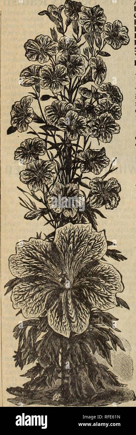 . May's catalogue of northern grown seeds, plants, bulbs &amp; fruits. Nursery stock Minnesota Saint Paul Catalogs; Nurseries (Horticulture) Minnesota Saint Paul Catalogs; Vegetables Seeds Catalogs; Flowers Seeds Catalogs; Plants, Ornamental Catalogs; Fruit Catalogs. CENTAUREA IMPER1ALIS CENTAUREA IMPERIALIS. (New Imperial Giant Sweet Sul- tans.) (See cut.) They are the result of crossing C. Moschata and C. Margaritae, taking from the former the luxurious growth of plant, and from the latter the noble flowers, the colors of which are infinitely varied from glisten- ing white through shades of  Stock Photo