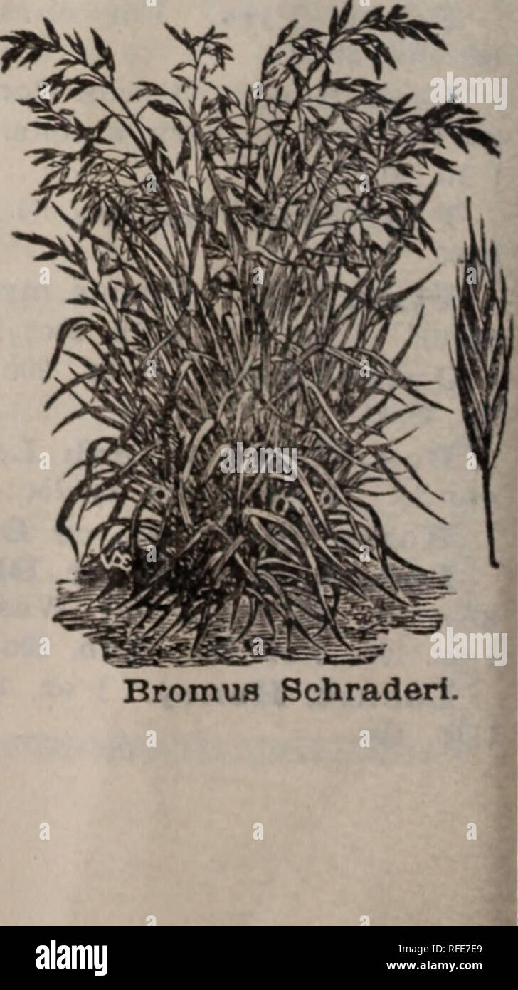 . Illustrated 1902 catalogue : seeds choicest garden and farm seed, spray pumps, tools, ferilizers, etc.. Nursery stock Oregon Portland Catalogs; Vegetables Seeds Catalogs; Flowers Seeds Catalogs; Gardening Equipment and supplies Catalogs; Fruit trees Seedlings Catalogs. Bromus Inerimis. Awnless Brome Grass —Russian Brome Grass. Valuable for semi-arid lands; good for cutting and feeding in green state, for pasture or hay. Its running roots take a deep and perma- nent hold upon the land, and it will probably re- place, in a large degree, the fast disappearing Bunch grasses of Eastern Oregon and Stock Photo