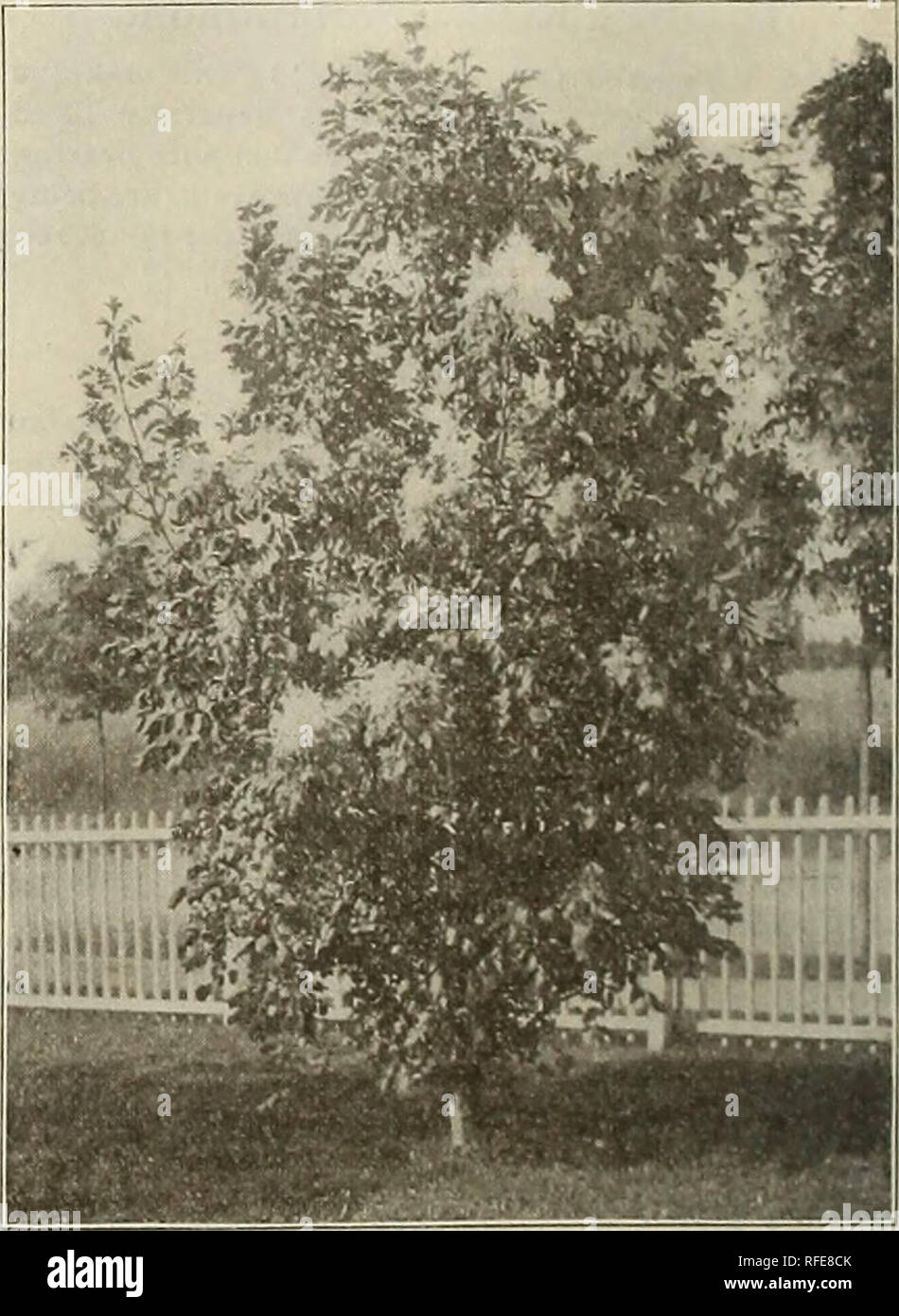 . Descriptive catalogue : ornamental trees, shrubs, vines, evergreens, hardy perennials and fruits. Nursery stock Pennsylvania Catalogs; Nurseries (Horticulture) Pennsylvania Catalogs; Trees Seedlings Catalogs; Ornamental shrubs Catalogs; Flowers Catalogs; Plants, Ornamental Catalogs; Fruit Catalogs. FRAXINUS AMERICANA. (American White Ash.) This is one of the best of Ashes, being valuable for ornamental lawn planting, or for the city street or avenue. The large leaves are a dark green on the upper surface, and lighter beneath. It is very satisfactory for all purposes. raxinus Americana. Ameri Stock Photo