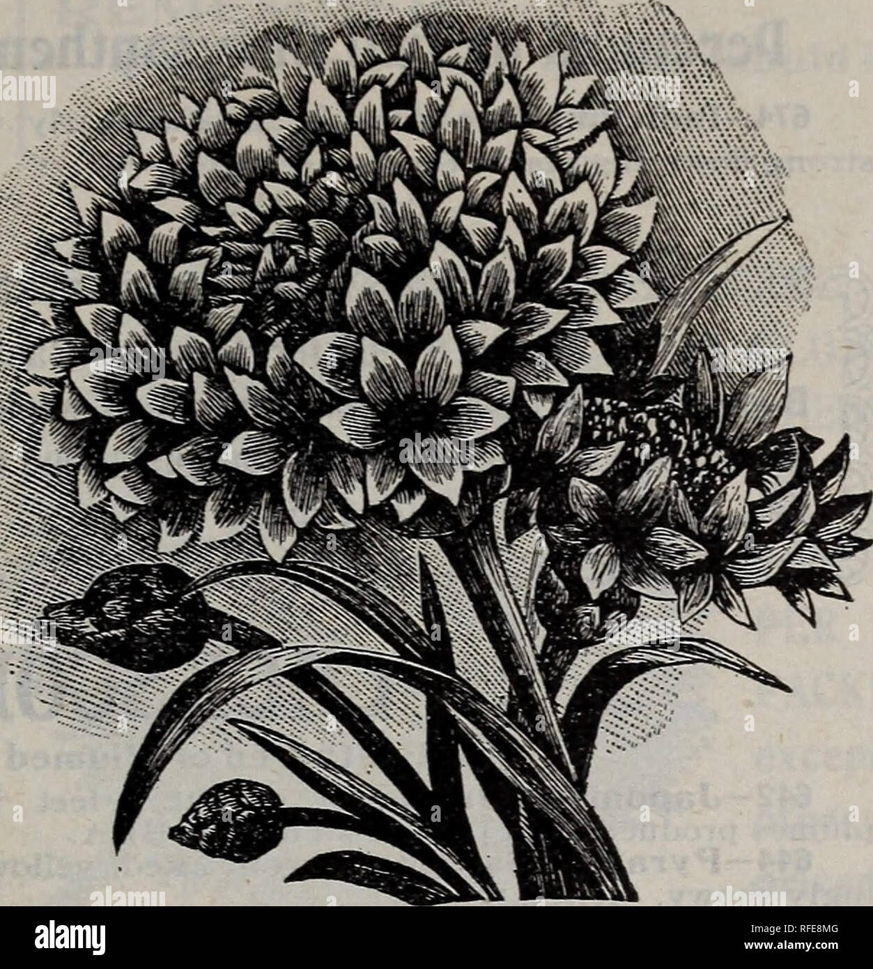 . 1902 catalog : pure &amp; sure seeds. Nursery stock Missouri Catalogs; Seeds Catalogs; Vegetables Seeds Catalogs; Flowers Seeds Catalogs. CENTAUREA (Corn Flower, Corn Bottle or Bachelor's Button) 652—Cyanus, single, mixed. Yery free bloomer. A popular flower for cutting. Bunched with Sweet Peas it is very effective. 1V2 feet. HA. Ounce, 20c. 654 — Cyanus, double, mixed (Double Corn Flow- er^ As shown in the illus- tration, the flowers are large in size, and more double than No. 652. This strain produces a wide range of colors and some new shades. 656—Cyanus, Emperor William. Rich, deep blue  Stock Photo