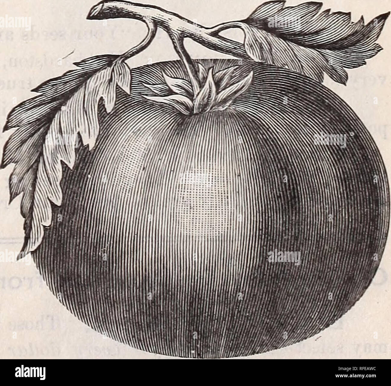 Seed Catalogue For 1902 Seed Potatoes Corn Grain And Seeds Grown In The Cold North East Nursery Stock Maine Caribou Catalogs Potatoes Seeds Catalogs Vegetables Seeds Catalogs Flowers Seeds Catalogs