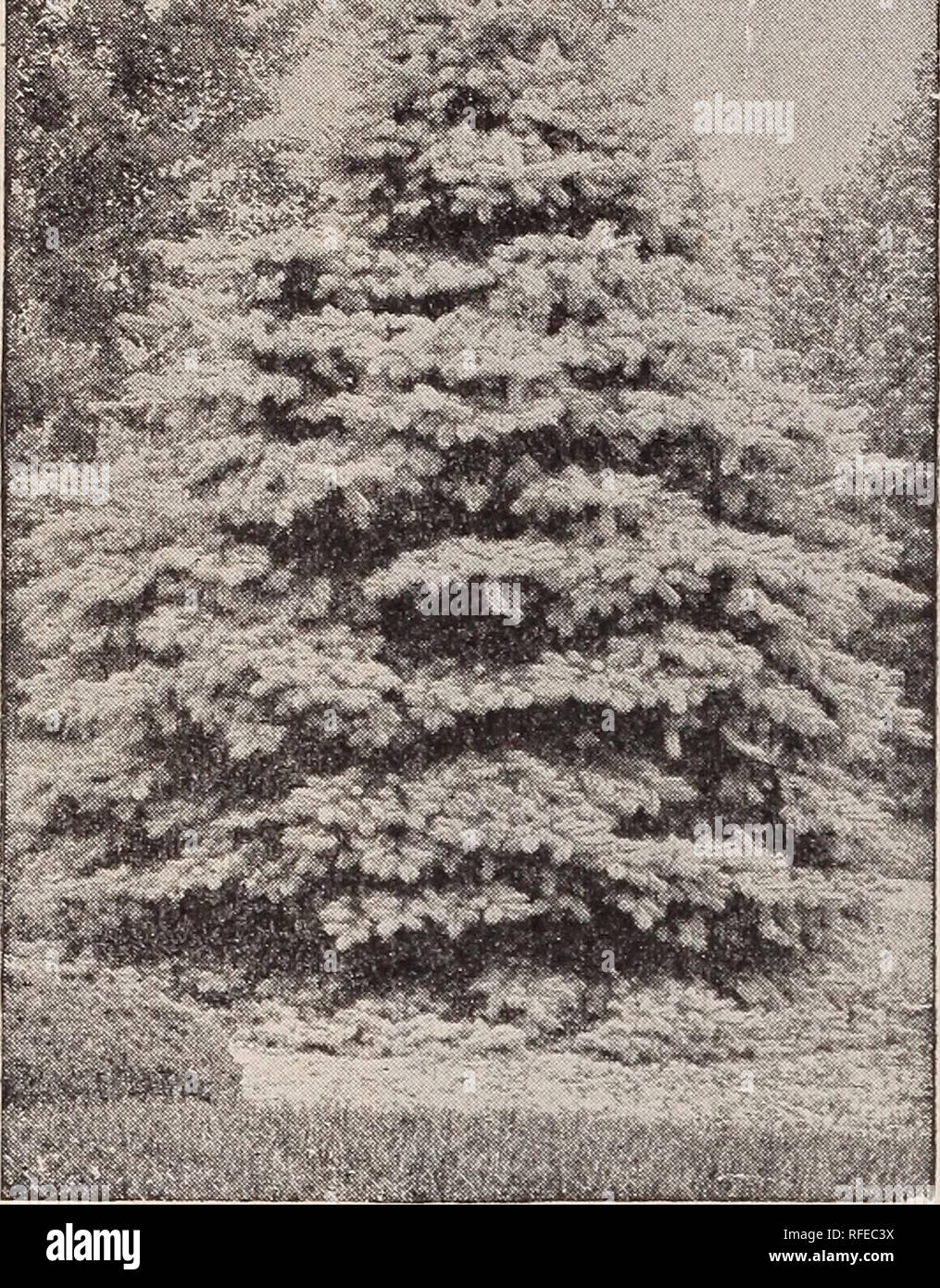 . Choice tree and hardy shrubs. Nursery stock New York (State) New York Catalogs; Trees Seedlings Catalogs; Plants, Ornamental Catalogs; Shrubs Catalogs; Flowers Catalogs; Fruit Catalogs. 22 Fred'k W. Kelsey, 150 Broadway, New York.. Colorado Blue Spruce. PICEA pungens glauca. Colorado Blue Spruce. Fine, compact, vigorous habit and remarkably beautiful foliage; not excelled by any other Evergreen. Perfectly hardy, and grown successfully where other Evergreens fail. It will withstand the coldest seasons, and in appearance surpasses any of the taller Con- iferous trees, with perhaps the exceptio Stock Photo