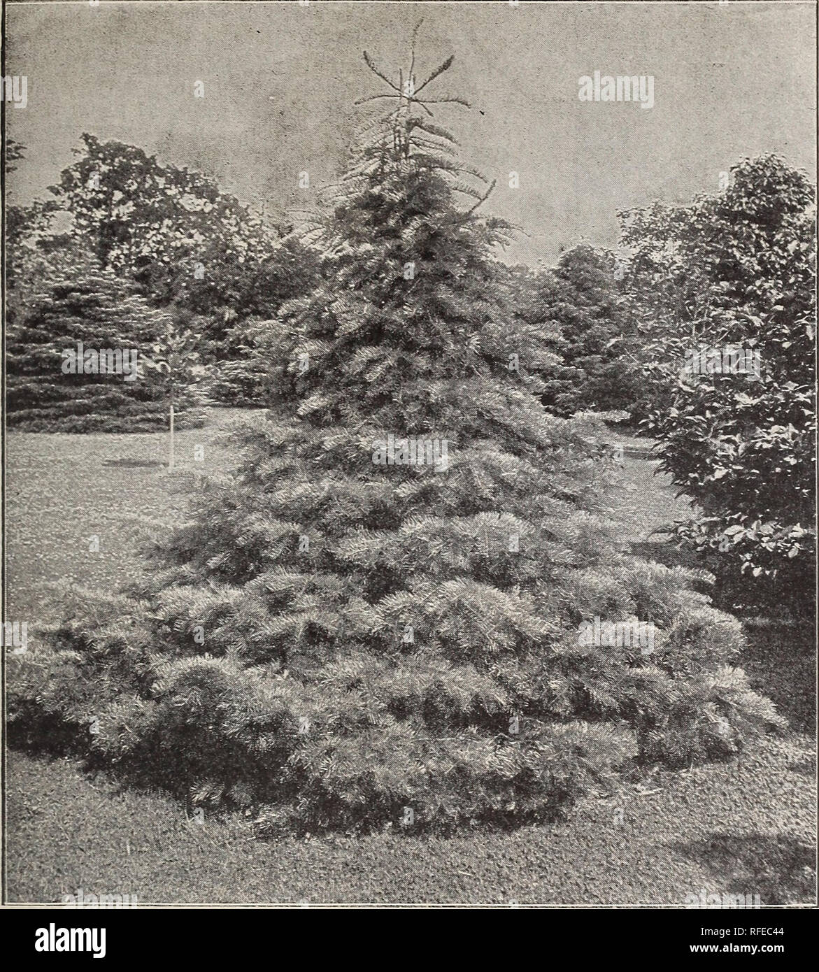 . Choice tree and hardy shrubs. Nursery stock New York (State) New York Catalogs; Trees Seedlings Catalogs; Plants, Ornamental Catalogs; Shrubs Catalogs; Flowers Catalogs; Fruit Catalogs. Choice Trees, Shrubs and Hardy Plants. 21. PlCEA CONCOLOE. CONCOLOR PICEA balsamea. Balm of Gilead Fir. Very hardy; foliage silvery underneath. 50 cts. to $1. PICEA Cephalonica. Cephalonian Fir. Sil- very dagger-shaped leaves. $1.50 to $2. PICEA concolor or lasiocarpa. Concolor Spruce. One of the hardiest and most beauti- ful Evergreens. Tree of graceful, stately habit. Large, broad, silvery green foliage. A  Stock Photo