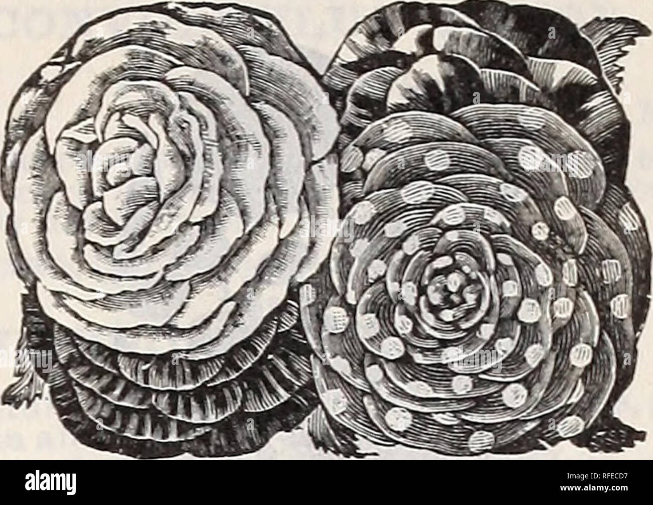 Kendall Whitney S Illustrated And Descriptive Catalogue Of Garden Field And Flower Seeds Nursery Stock Maine