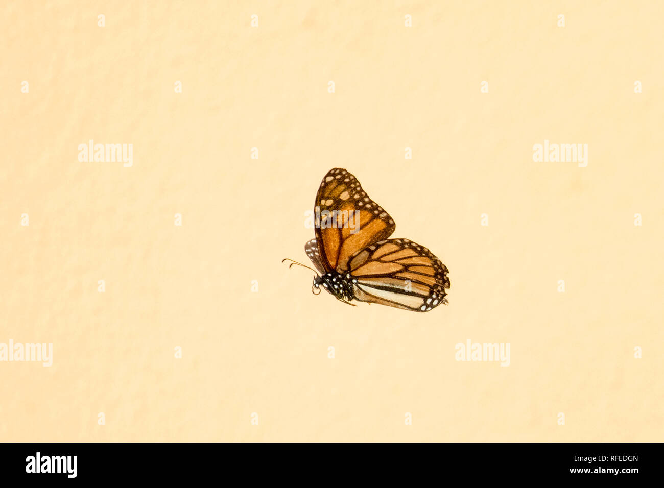 Spain, Canary islands, La Gomera. Valle Gran Rey. African Monarch Butterfly. Stock Photo