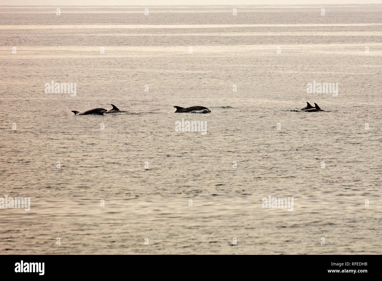 Spain, Canary islands, La Gomera. Valle Gran Rey. Beach called La Puntilla. Group of Atlantic Spotted Dolphins, Stenella frontalis. Stock Photo