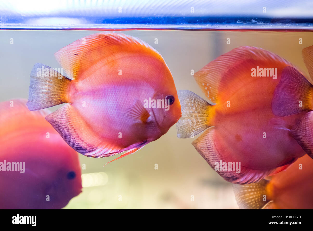 Tropical freshwater aquarium with beautiful colourful fish under water Stock Photo Alamy