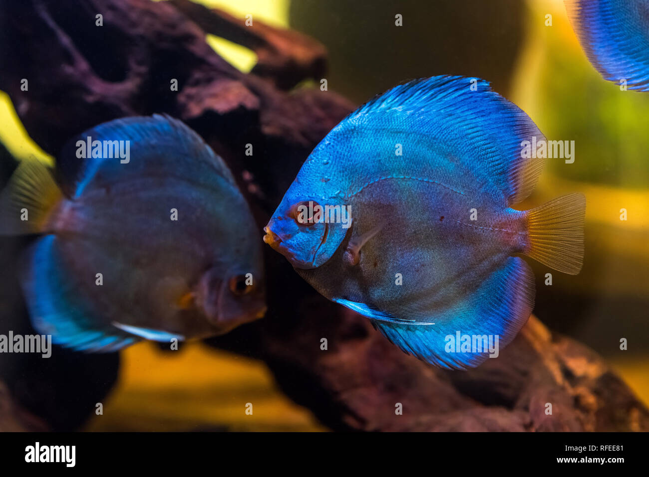 Tropical freshwater aquarium with beautiful colourful fish under water