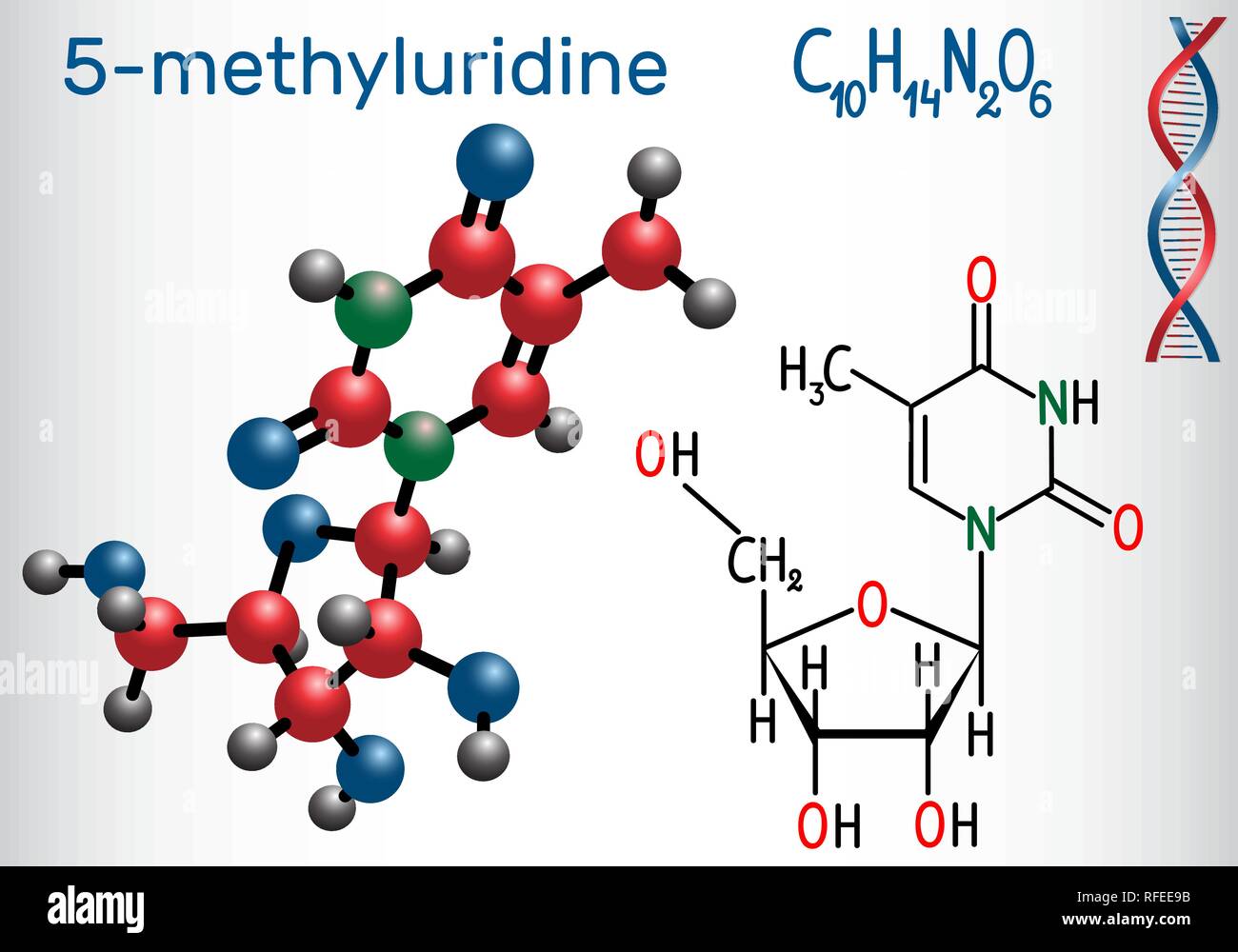 5-methyluridine (ribothymidine) - pyrimidine nucleoside molecule. Structural chemical formula and molecule model. Vector illustration Stock Vector
