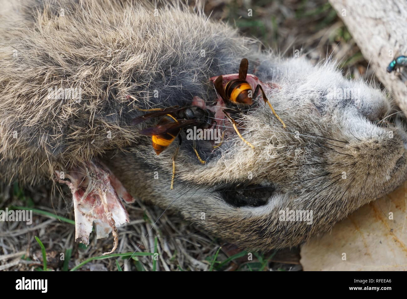 Close up of two yellow jackets eating the flesh of a dead rabbit in the country Stock Photo