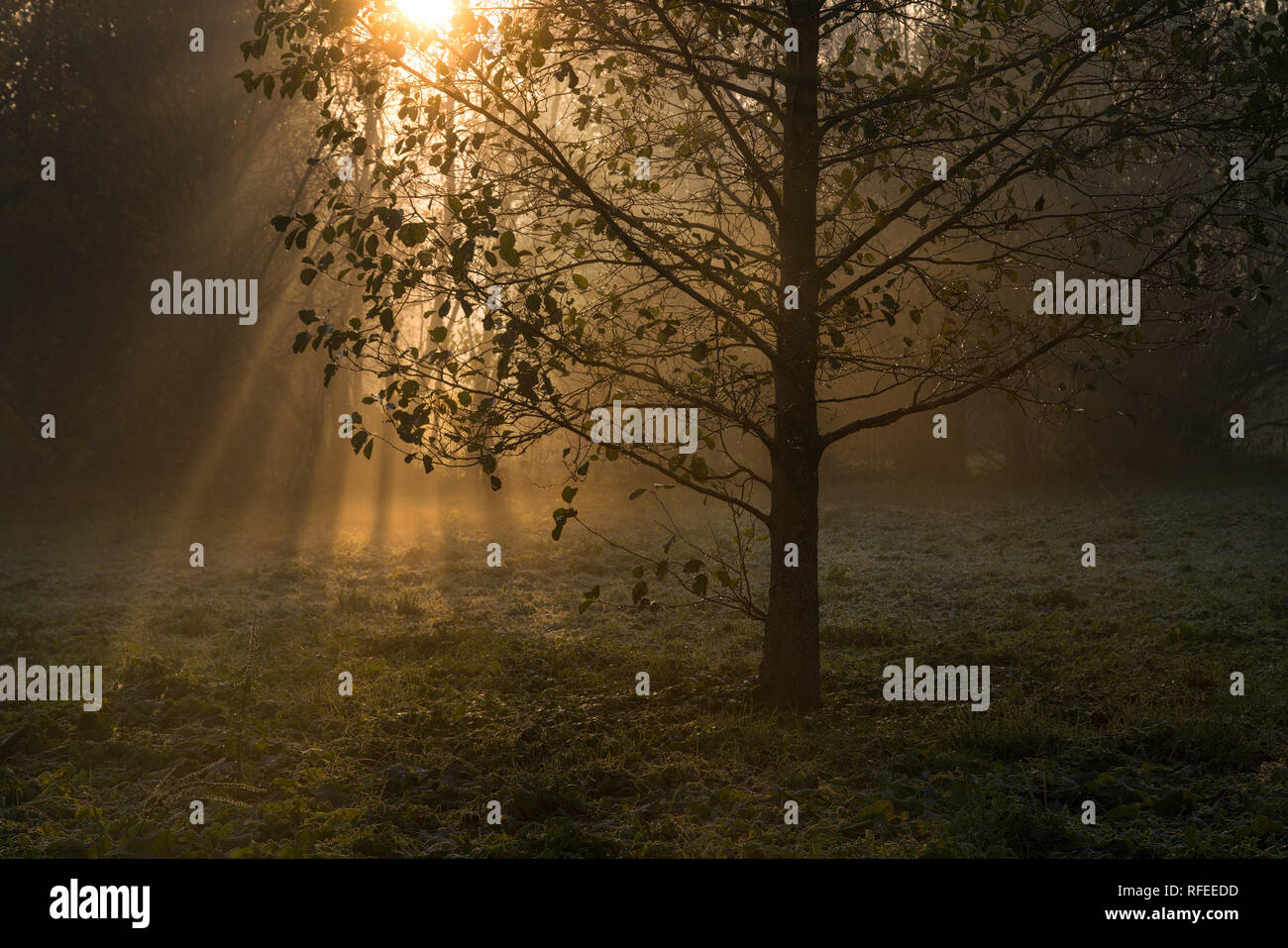 Golden sun rays penetrate through the trees on early foggy autumn morning Stock Photo