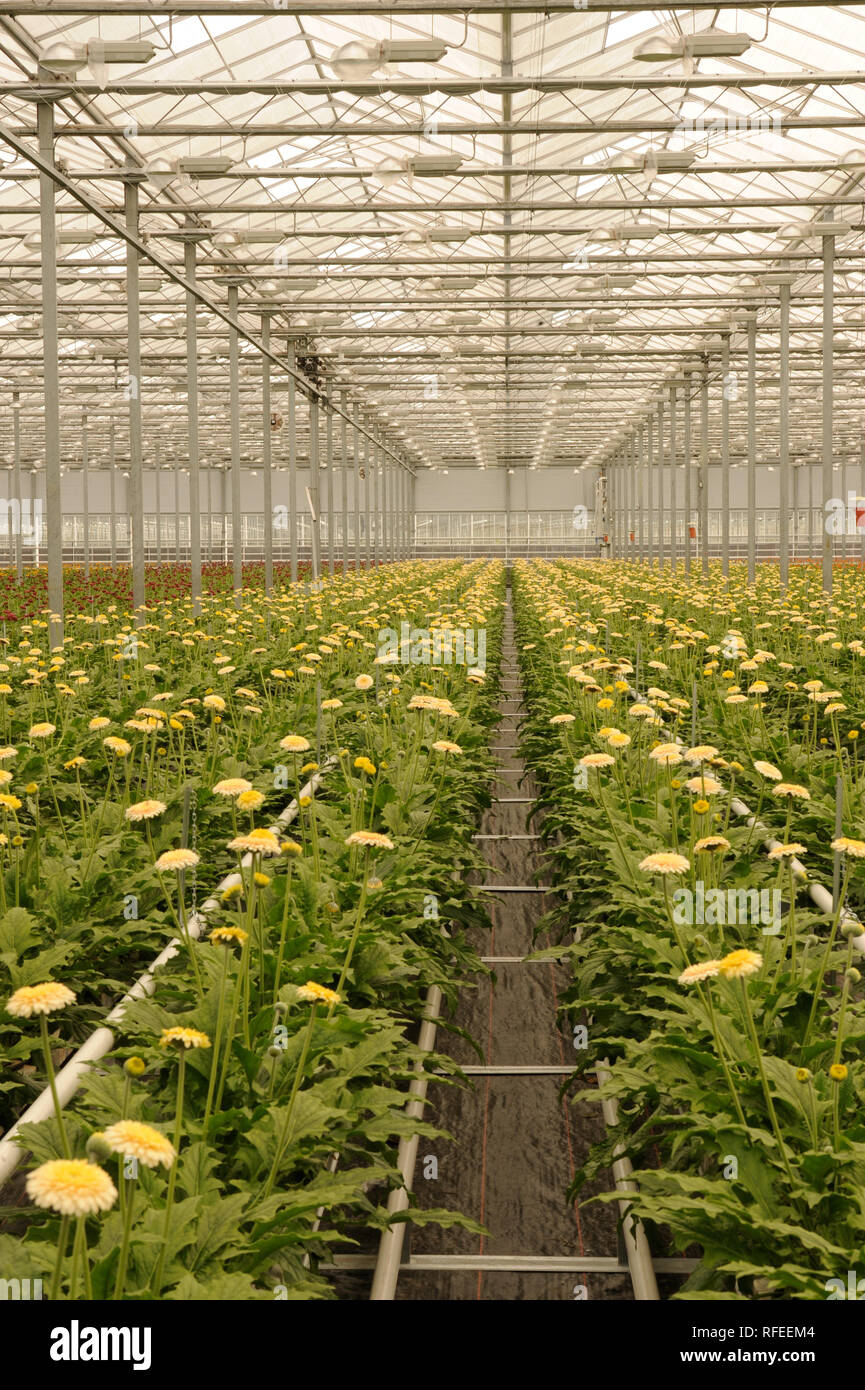 Greenhouses in the Netherlands Stock Photo Alamy