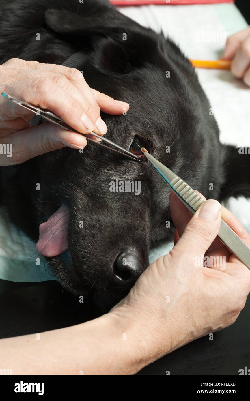 How Much Is It To Have A Dogs Eye Removed