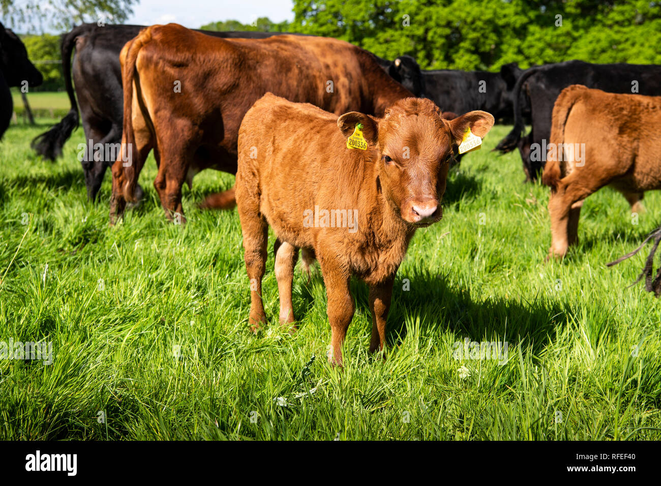 Dexter cattle grazing on a farm in central England, UK. They originated in Ireland from the black cattle of the Celts. Introduced to England in 1882. Stock Photo