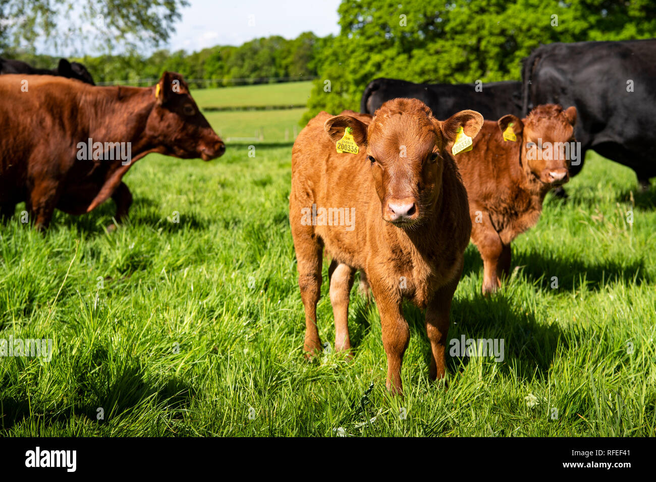 Dexter cattle grazing on a farm in central England, UK. They originated in Ireland from the black cattle of the Celts. Introduced to England in 1882. Stock Photo