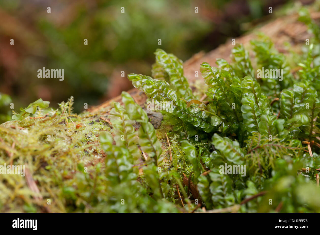Greater featherwort moss Stock Photo