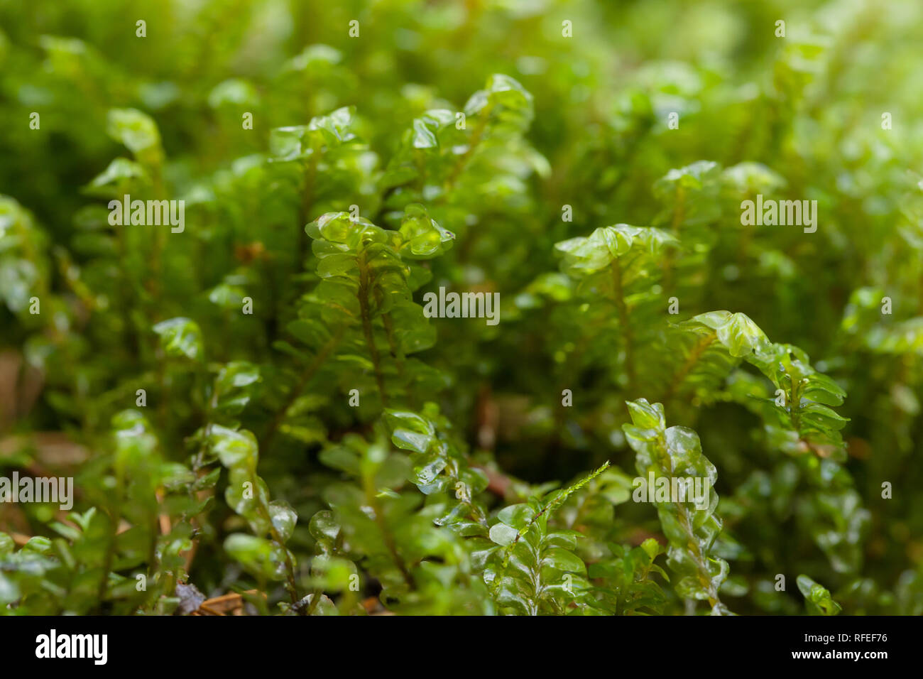 Greater featherwort moss Stock Photo