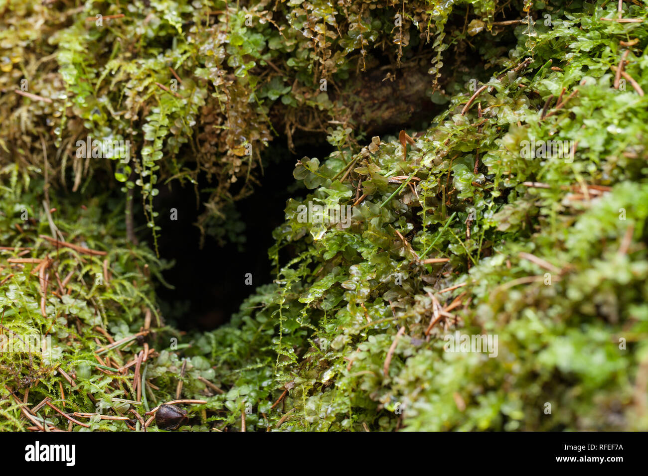 Many fruited thyme moss Stock Photo