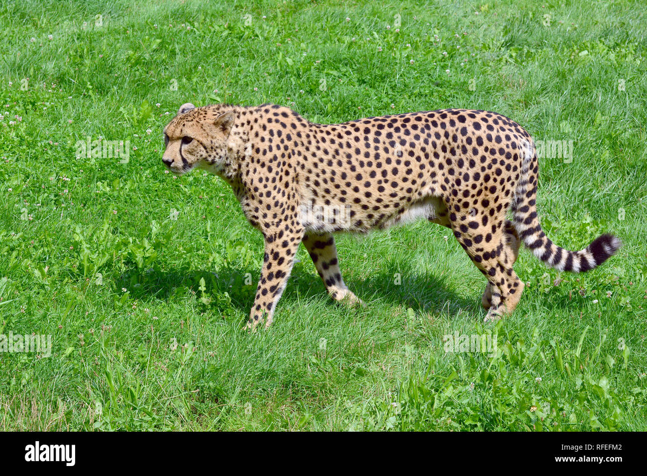 cheetah, Gepard, gepárd, Acinonyx jubatus Stock Photo - Alamy