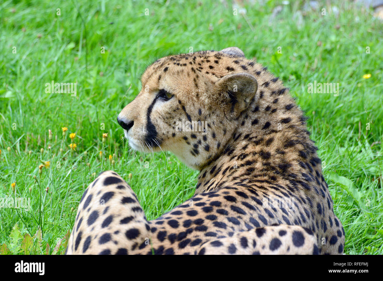 cheetah, Gepard, gepárd, Acinonyx jubatus Stock Photo