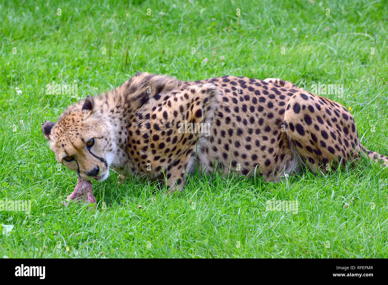 cheetah, Gepard, gepárd, Acinonyx jubatus Stock Photo - Alamy