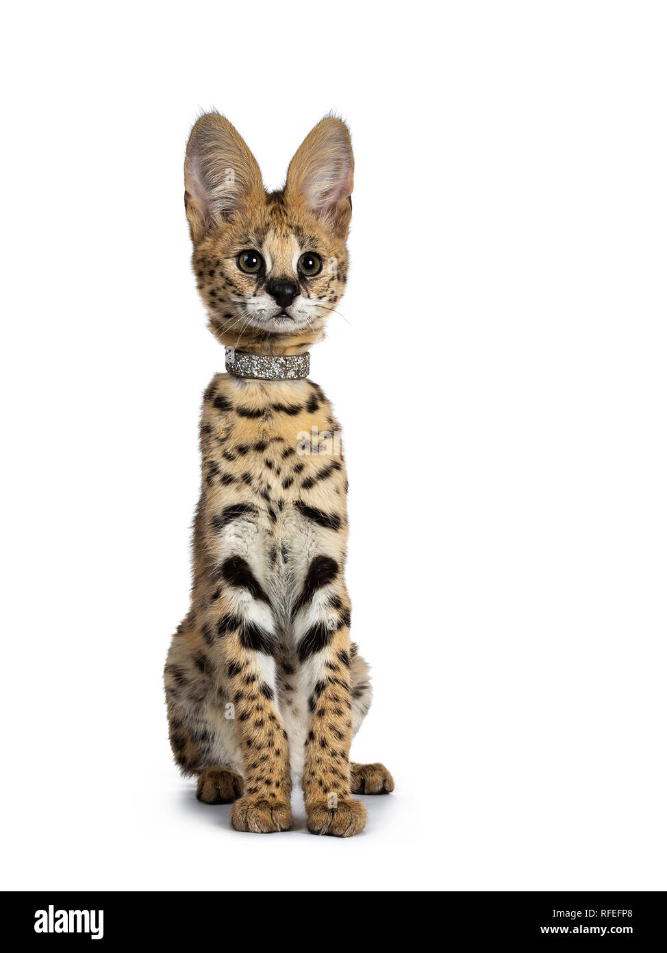 Cute 4 months young Serval cat kitten sitting straight up, wearing shiny collar. Looking beside lens with sweet eyes. Tail beside body. Isolated on wh Stock Photo
